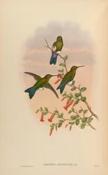 Eriocnemis Sapphiropygia = Eriocnemis Luciani Sapphiropygia